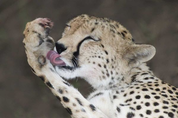 Kenya, Masai Mara Cheetah licking its paw
